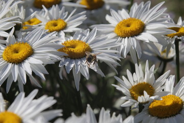 Obraz premium Honey Bee taking pollens out of daisy flower