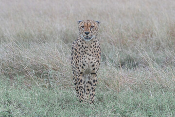 The Famous Cheetah Brothers of Masai Mara , Kenya .