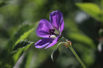 purple geranium flower in daylight