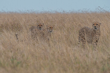 The Famous Cheetah Brothers of Masai Mara , Kenya .