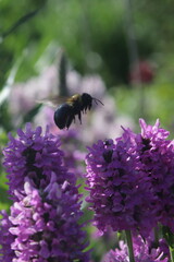 bumble bee and the Stachys Hummelo flower