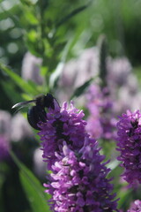 bumble bee and the Stachys Hummelo flower