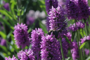 Obraz premium bumble bee and the Stachys Hummelo flower