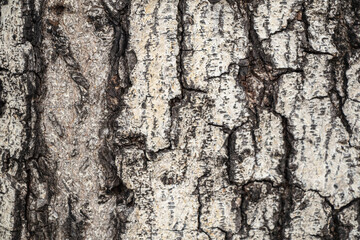 Close up dry tree bark texture abstract background.