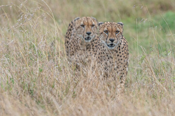 The Famous Cheetah Brothers of Masai Mara , Kenya .