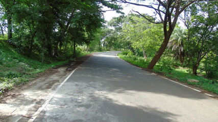 road in the woods