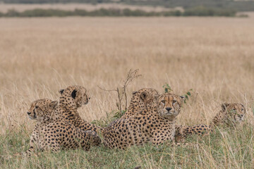 The Famous Cheetah Brothers of Masai Mara , Kenya .
