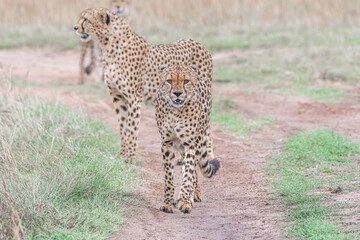 Naklejka premium The Famous Cheetah Brothers of Masai Mara , Kenya .