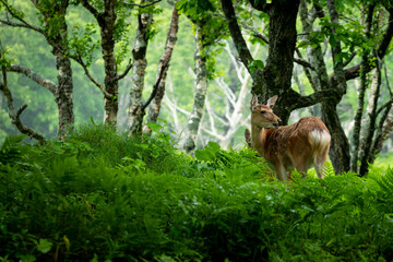 愛冠岬のエゾシカ