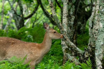 愛冠岬のエゾシカ
