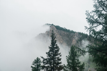 Ghostly view through branches and dense fog to beautiful rockies. Low clouds among huge rocky mountains with trees. Alpine atmospheric landscape to big cliff in cloudy sky. Minimalist highland scenery