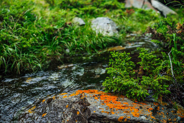 Beautiful mountain creek with rich flora in forest. Conifers and stone with lichens in water stream of mountain creek in sunlight. Atmospheric landscape with small river among thickets in sunny light.