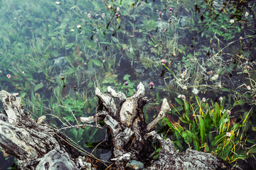 Obraz premium Rotten fallen tree trunk floats in calm water among rich flora. Beautiful driftwood log in water among lush vegetations. Nature background with wooden log, flowers and grasses in mountain lake closeup