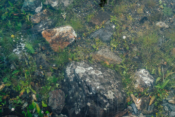 Nature background of green vegetation and stones in clear water. Underwater flora close-up. Natural texture of greenery on bottom of mountain lake after flood. Calm transparent water surface of lake.