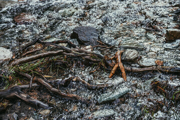 Stones and tree roots in clear water of mountain creek close-up. Nature background of small river with roots and stones. Full frame of fast clear water stream. Shiny water in mountain brook closeup.