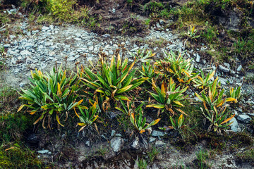 Beautiful nature background with wild flora of highlands close-up. Natural backdrop with green rich vegetation of mountains closeup. Full frame of scenic alpine lush greenery. Nature texture of plants