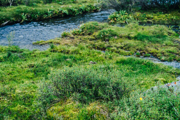 Scenic nature background with lush grasses and flowers in mountain stream. Beautiful highland flora in small river. Idyllic nature scenery with rich alpine greenery and spring water. Vivid wild plants