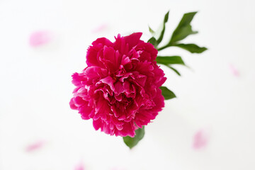 Obraz premium Red peony flower. Beautiful Flower still life