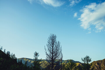Obraz premium Beautiful tall dry tree on hill and blue sky with cloud. Dry branches of tree in blue sky. Scenic mountain landscape with trees on hill. Colorful minimal scenery with dry tall tree and green mountains