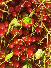 red currant berries