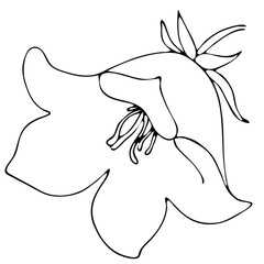 bell flower, doodle style vector element, coloring book, black and white botanical illustration by hand