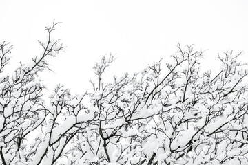 Snow in branches