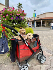 あみアウトレット・ゴールデンレトニエル