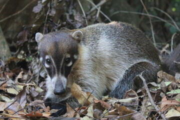 black tailed prairie dog