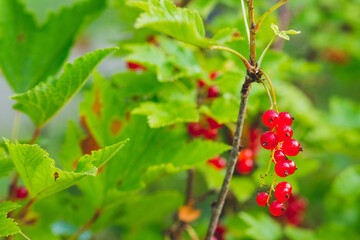 red currants hanging from bush ready for harvest.ed currant branch in sun light, agriculture and food concept.ripe berries of red currants