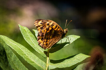 butterfly on leaf