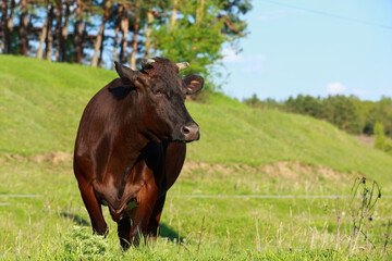 Cow in the meadow