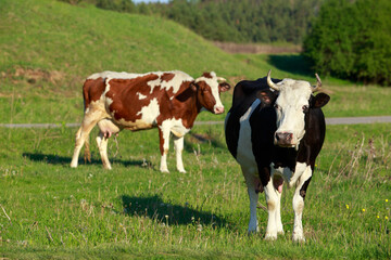 Cows in the meadow