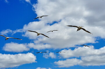 A flying flock of seagulls, blue sky and white clouds in the background.