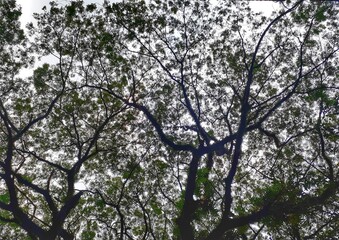 branches of a tree