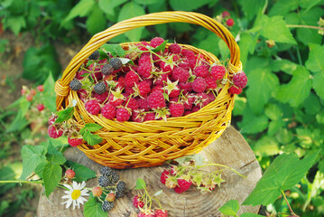 Fototapeta na wymiar Raspberry berries in a basket in the midst of greenery.