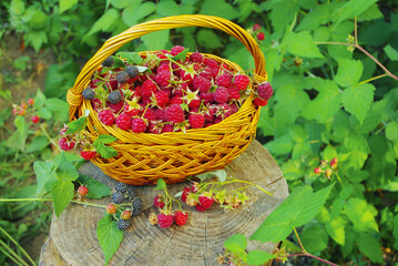 Raspberry berries in a basket in the midst of greenery.