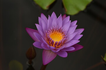 Purple Lotus in a pond