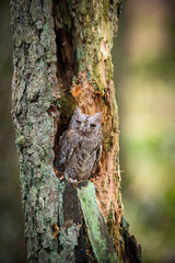 The Eurasian scops, Otus scops The bird is perched on the tree trunk in bright colored autumn forest Europe Czech Republic Pretty colorful contrasting backround with nice bokeh orange oak leaves..