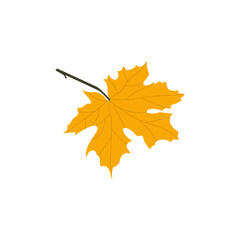 Autumn leaf on a white background. Isolated item. Vector