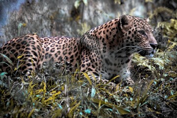 Fototapeta na wymiar leopard in the tree