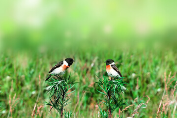 black-headed meadow bird with a black head, wings, white belly and red breast (Saxicola rubicola). A Flycatcher bird sits on the green grass