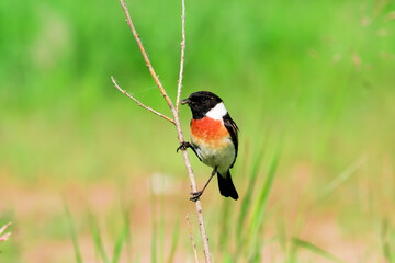 black-headed meadow bird with a black head, wings, white belly and red breast (Saxicola rubicola). A Flycatcher bird sits on the green grass