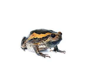 toad isolated on white background