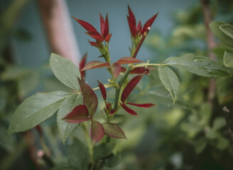 red and green leaves