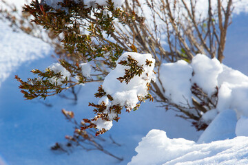 Close up snow  covered bush branches