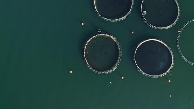 Aerial top down footage of fish farm in the sea.