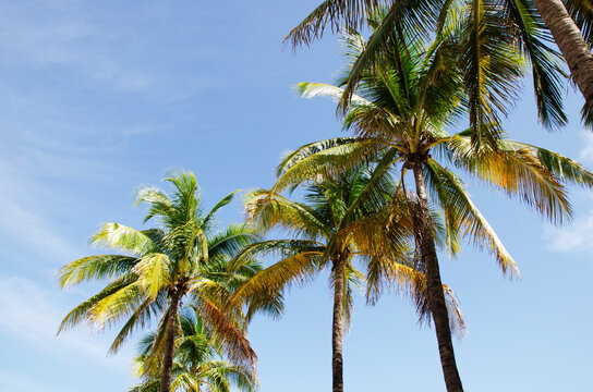 Palms © Rocio