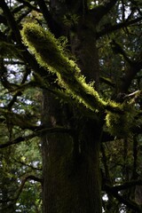 Moss on tree branches