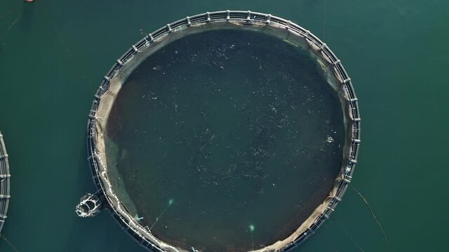 Aerial top down footage of fish farm in the sea, fish swimming in the nets.