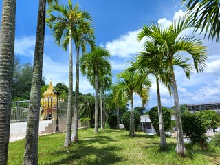 Manila palm or christmas palm tree in the garden.